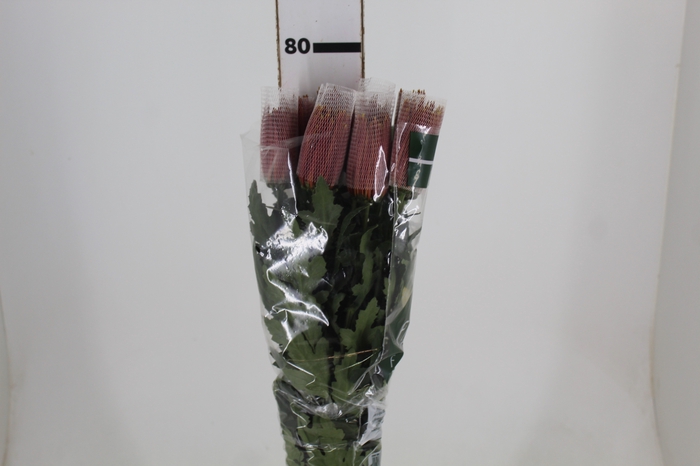 <h4>ANASTASIA CHISPA 080 CM BICOLOR</h4>