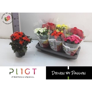 !! PROMO !! BEGONIA MIX P14