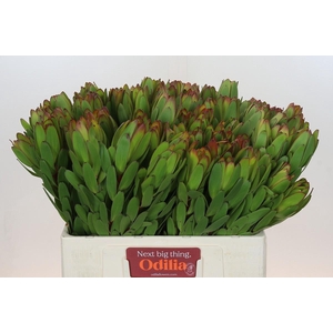 Leucadendron Goldstrike