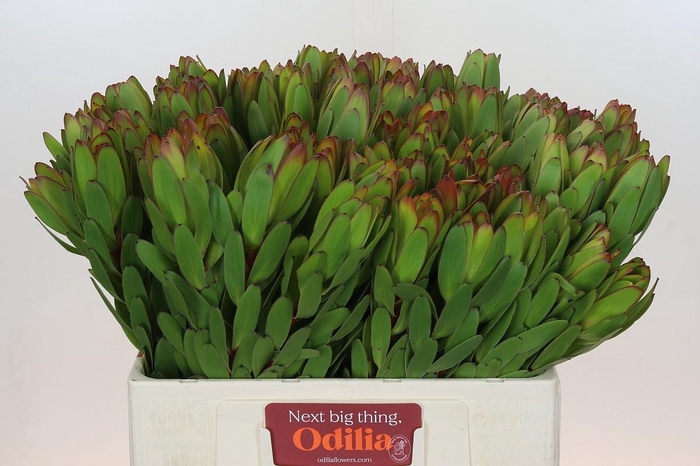 Leucadendron Goldstrike