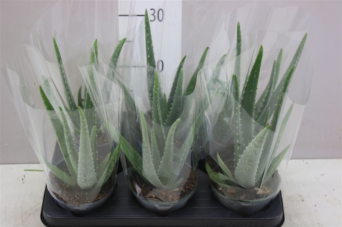 <h4>Aloe Vera</h4>