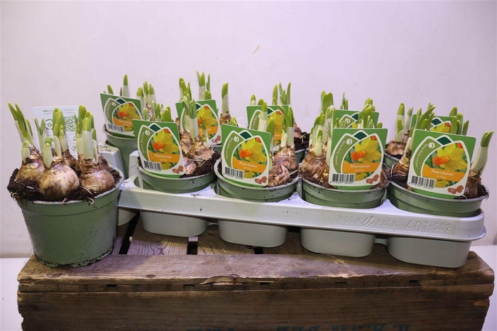 <h4>arr8 Narc C Jetfire</h4>