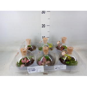 Arr.   Kamerplant Groen H%