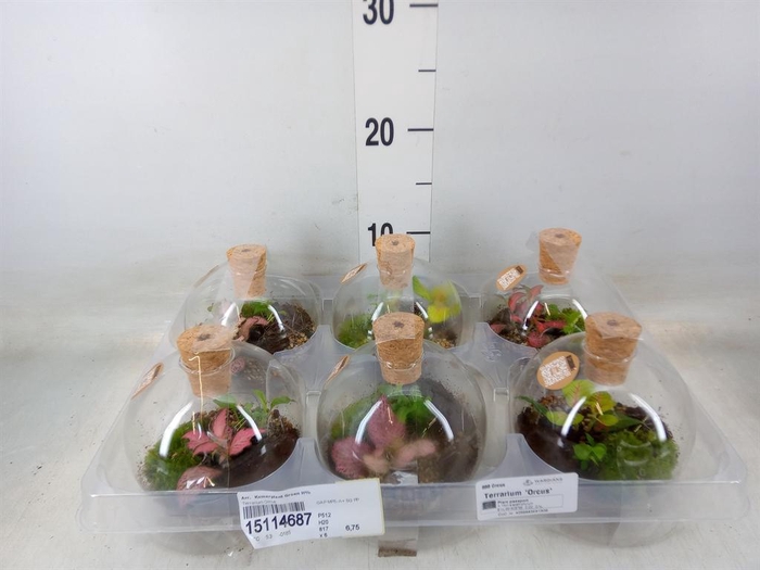 <h4>Arr. Kamerplant Groen H%</h4>