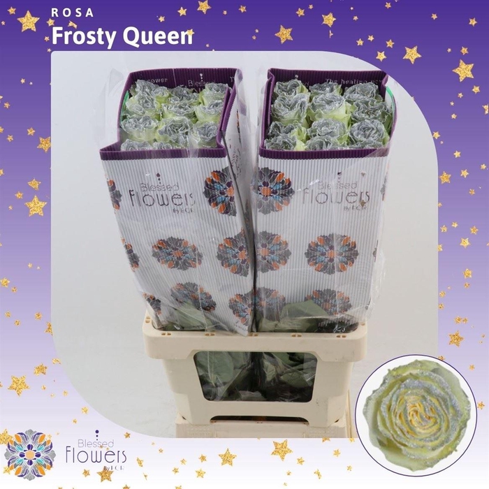 <h4>Rosa gr Colored Frosty Queen</h4>