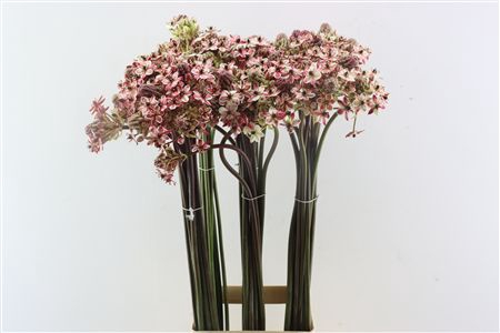 <h4>Ornit klb Pink</h4>