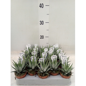 Haworthia fasciata 'Big Band'