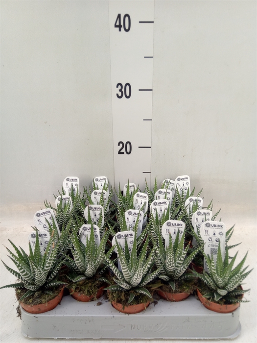 <h4>Haworthia fasciata 'Big Band'</h4>