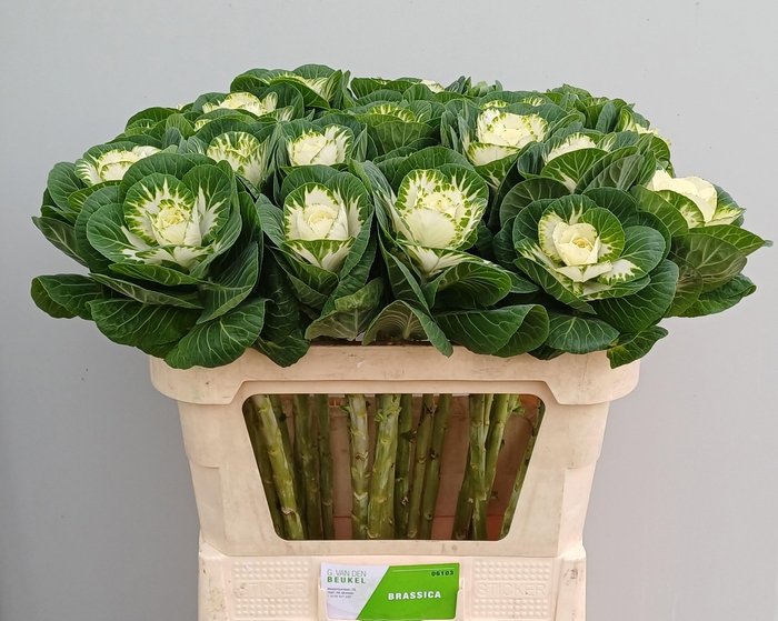 <h4>BRASS WHITE CRANE</h4>