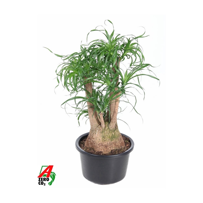 <h4>Beaucarnea vertakt P38 - 2ft</h4>
