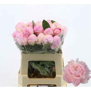 Paeonia Nancy Nora | Heavy Quality