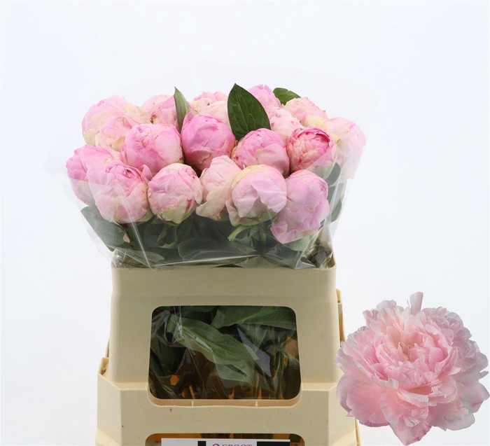 <h4>Paeonia Nancy Nora | Heavy Quality</h4>
