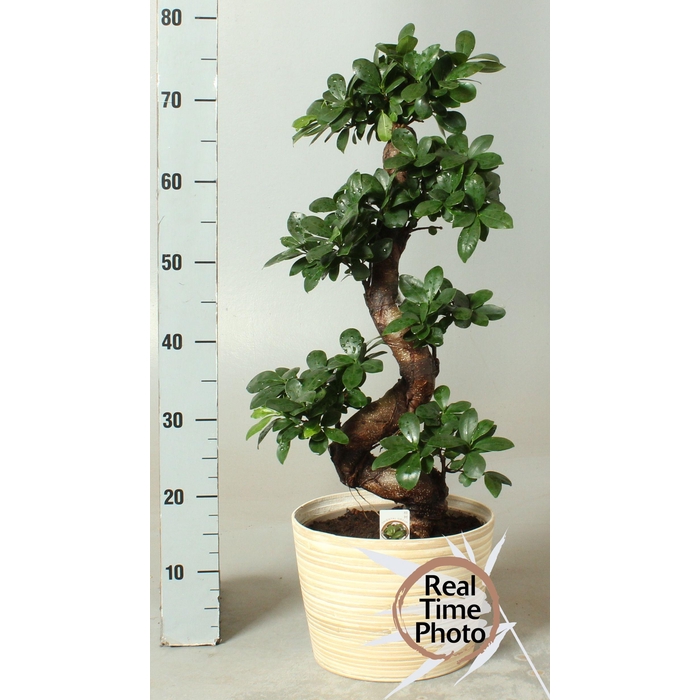 <h4>FIC MI GINSENG</h4>