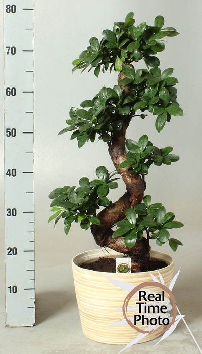 <h4>FIC MI GINSENG</h4>