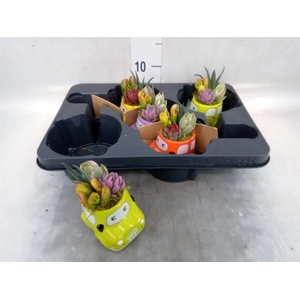 Arr.  Succulents L%