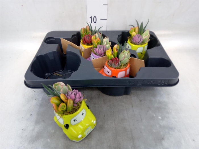 <h4>Arr.  Succulents L%</h4>