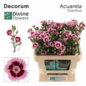 Di Fiorino Acuarela Divine