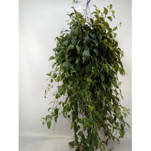 Aeschynanthus marmoratus