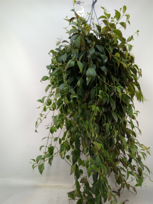 <h4>Aeschynanthus marmoratus</h4>