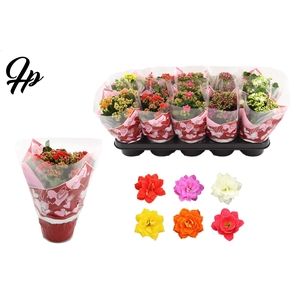 Kalanchoë 12 cm 5 color mix in Couture Heart sleeve