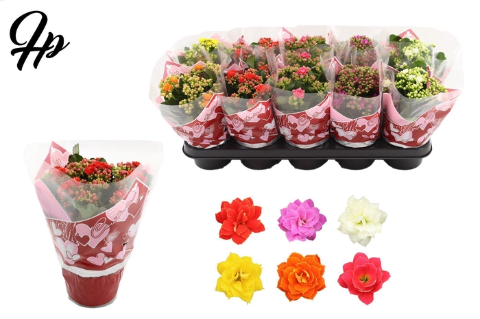 <h4>Kalanchoë 12 cm 5 color mix in Couture Heart sleeve</h4>