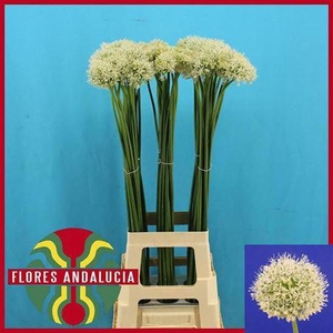 Allium Mount Everest