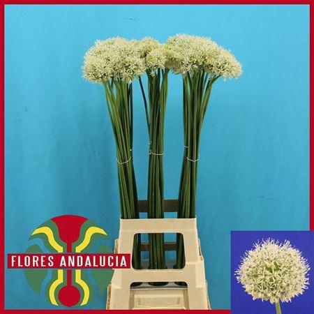 <h4>Allium Mount Everest</h4>