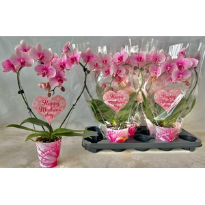 Moederdag 9 cm kleine hartjes steker