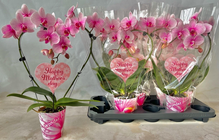 <h4>Moederdag 9 cm kleine hartjes steker</h4>