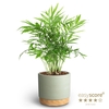 CHAMAEDOREA ELEGANS P10 WB GREEN