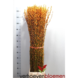 SALIX  SN FLA KLB H%