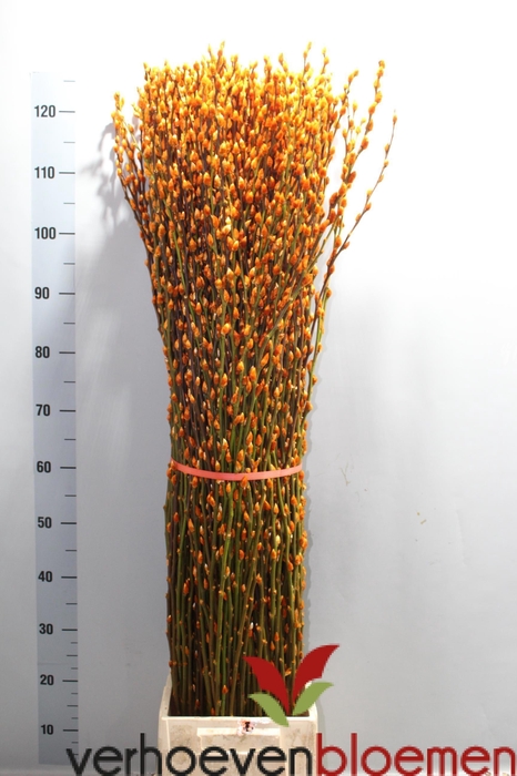 <h4>SALIX  SN FLA KLB H%</h4>