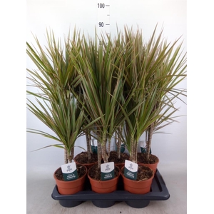 Dracaena marg. 'Bicolor'