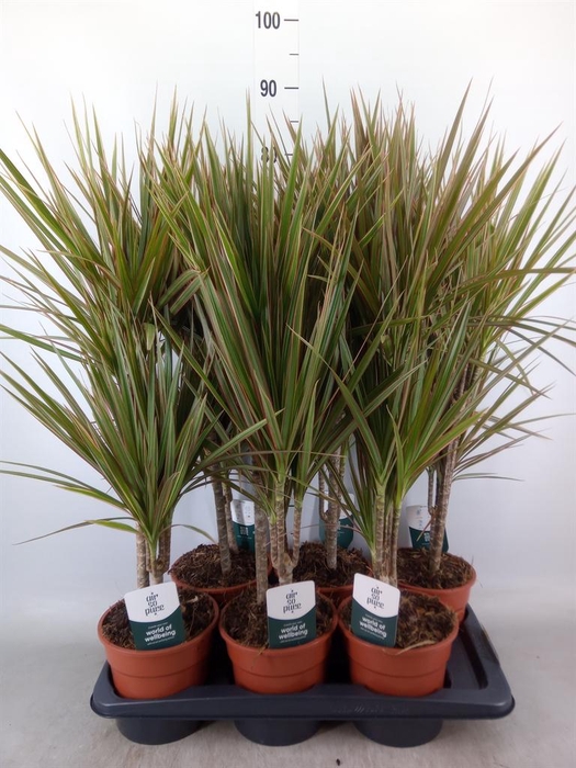 <h4>Dracaena marg. 'Bicolor'</h4>