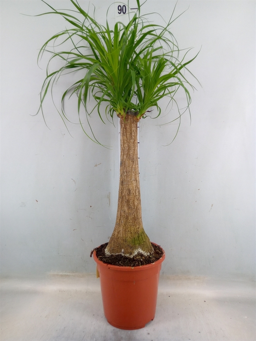 <h4>Beaucarnea recurvata</h4>