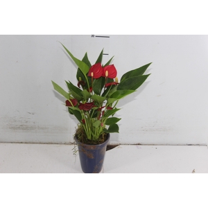 COQUETEL PLANTAS ORNAMENTAIS T2