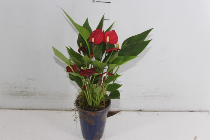 COQUETEL PLANTAS ORNAMENTAIS T2