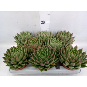 Echeveria agavoides