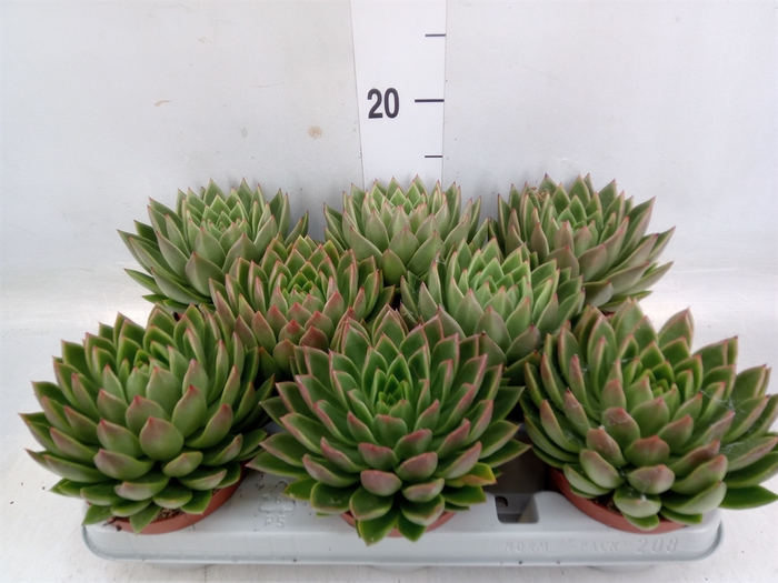 <h4>Echeveria agavoides</h4>