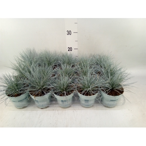 Festuca glauca 'Compacta Blue'