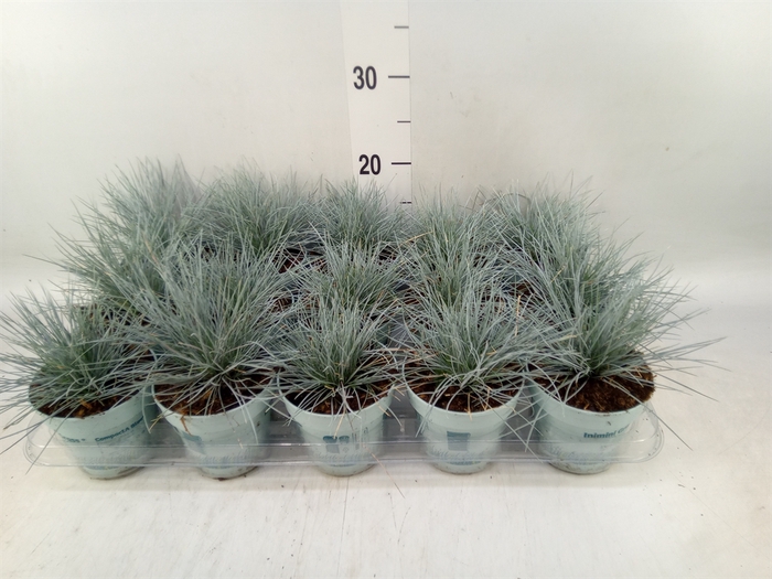 <h4>Festuca glauca 'Compacta Blue'</h4>