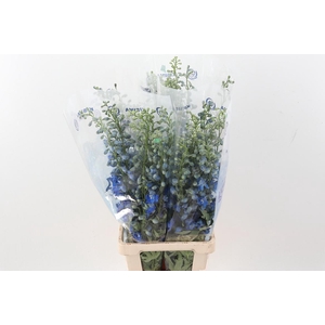 Delph Du C Bl Shades