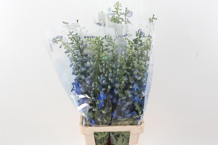 <h4>Delph Du C Bl Shades</h4>