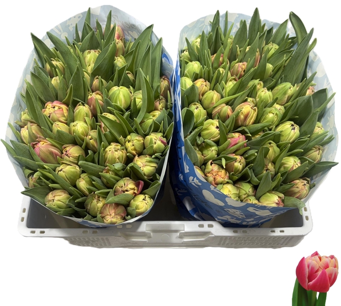 <h4>TU DU COLUMBUS</h4>