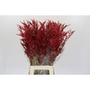 Bromelia Red Paloma