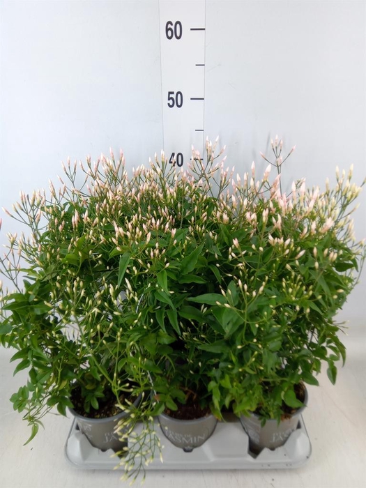 <h4>Jasminum polyanthum</h4>