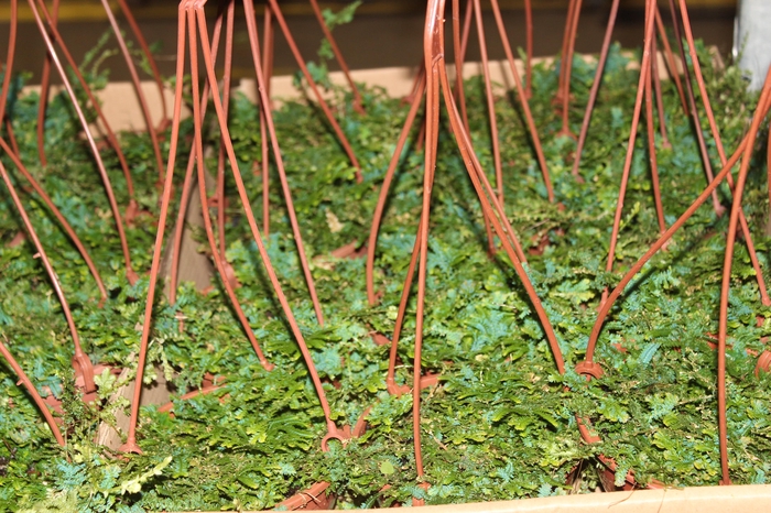 PEPEROMIA VARIADO C13