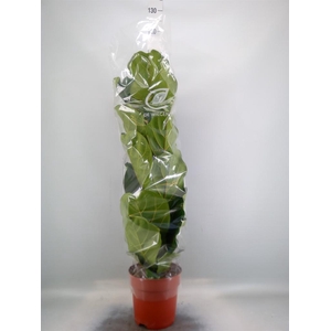 Ficus lyrata