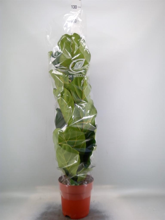 <h4>Ficus lyrata</h4>