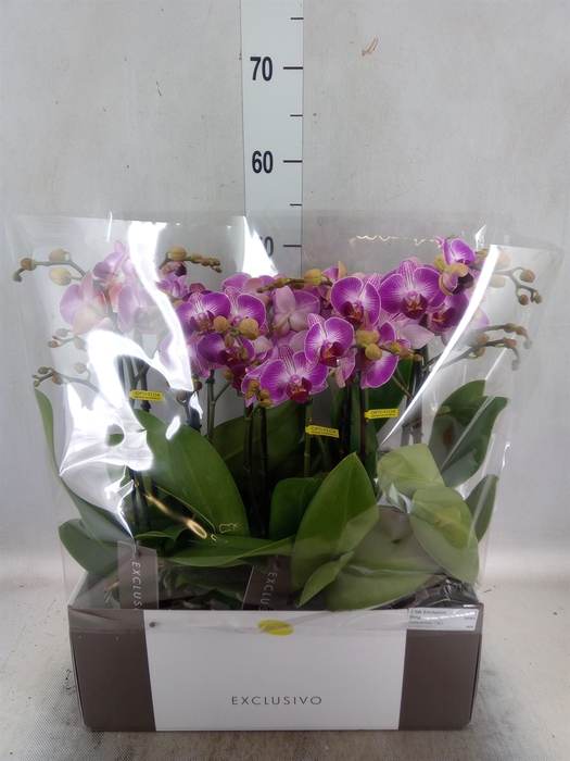 <h4>Phalaenopsis multi.   ...rose</h4>